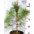 Feketefenyő Pinus nigra K3 30/40