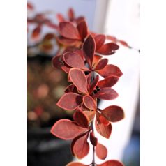 Japán vérborbolya Berberis thunbergii Atropurpurea K2 30/4