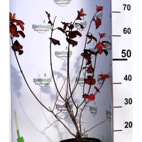 Labdarózsa Viburnum opulus Roseum K3 40/60