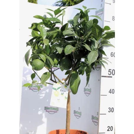 Citromfa Citrus limone Nemes citrom 21 cm