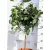 Citromfa Citrus limone Nemes citrom 21 cm