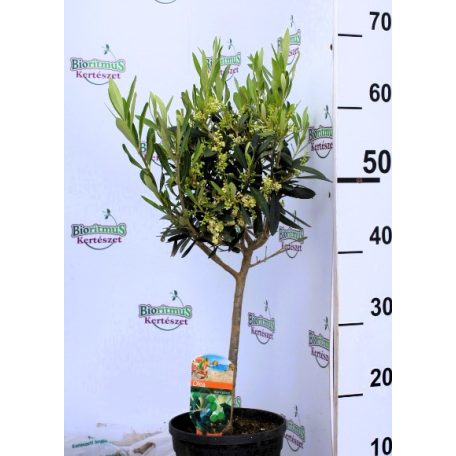 Olajfa mini törzses Olea europaea on stem 17 cm
