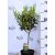 Olajfa mini törzses Olea europaea on stem 17 cm