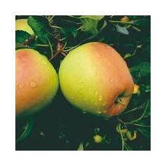 Golden Delicious Reinders alma