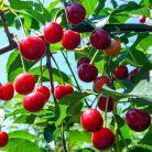 Érdi bőtermő meggy