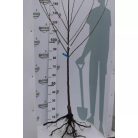 Kántorjánosi 3 meggy