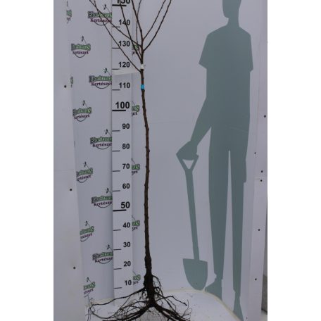 Magyar kajszi C.235 kajszi