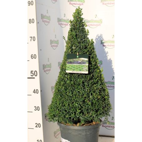 Puszpáng kúp Buxus semperivens 60-70cm