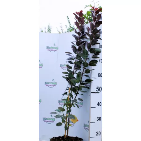 Bíbor cserszömörce Cotinus cog. Royal Purple 95+ cm