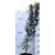 Bíbor cserszömörce Cotinus cog. Royal Purple 95+ cm