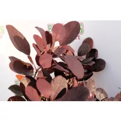 Bíbor cserszömörce Cotinus cog. Royal Purple 95+ cm