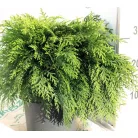Oregoni hamisciprus Chamaecyparis lawsoniana Globosa 30-40 cm