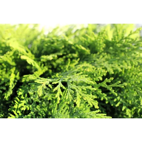 Oregoni hamisciprus Chamaecyparis lawsoniana Globosa 30-40 cm