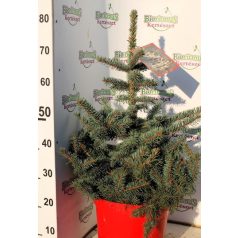 Ezüst fenyő Picea pungens Super Blue 70-80 cm