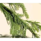 Tengerparti mamutfenyő Sequoia semperivens 150-175 cm