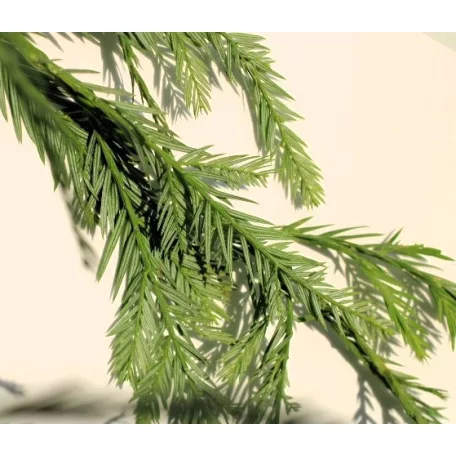 Tengerparti mamutfenyő Sequoia semperivens 150-175 cm