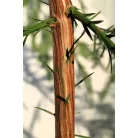 Tengerparti mamutfenyő Sequoia semperivens 150-175 cm