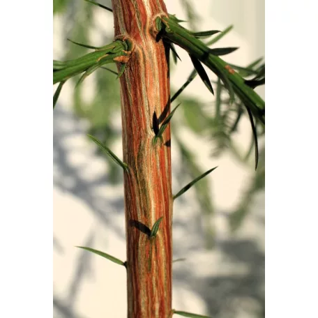 Tengerparti mamutfenyő Sequoia semperivens 150-175 cm