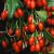Goji bogyó Lycium Instant Succes 30-40 cm V2