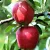 Summerred alma
