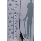 Tenroy / Royal Gála alma