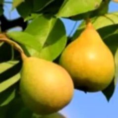 Kétszertermő körte gyümölcsfa