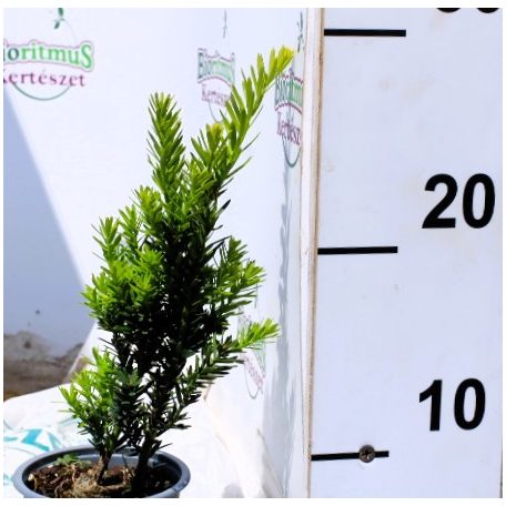 Oszlopos tiszafa Taxus baccata 'Sövény' ov 9 cm