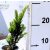 Oszlopos tiszafa Taxus baccata 'Sövény' ov 9 cm