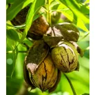 Pekándió Pawnee oltvány