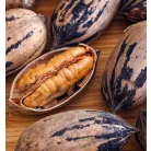 Pekándió Pawnee oltvány