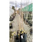 Pekándió Pawnee oltvány