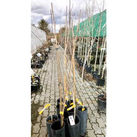 Pekándió Pawnee oltvány