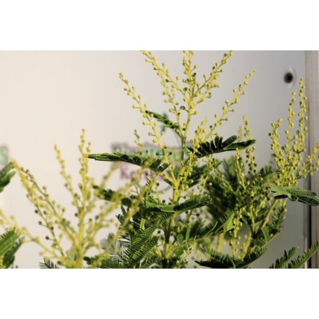 Ezüst akácia Acacia dealbata 20-30 cm