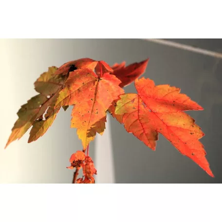 Vörös juhar Acer rubrum 80-100 cm