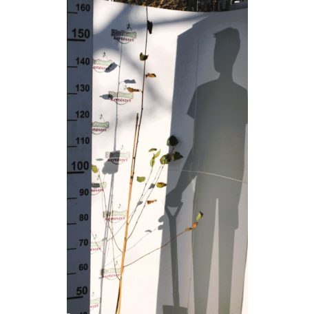 Himalájai nyír Betula utilis Doorenbos 140/+ cm