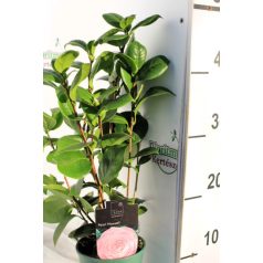 Japán kamélia Camelia japonica Pearl Maxwell 20-30 cm