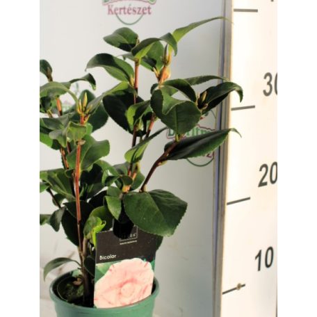 Japán kamélia Camelia japonica Bicolor 20-30 cm