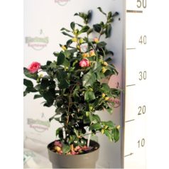 Karácsonyi kamélia Camelia sasanqua Pink 30-35 cm