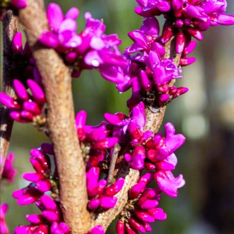 Kínai júdásfa Cercis chinensis Avondale 50-60 cm