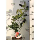 Korallberkenye Photinia fras. Red Robin 40-50 cm