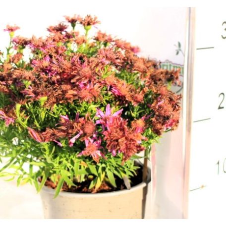 Törpe őszirózsa Aster Purple Diamond 25-30 cm