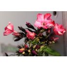 Bugás lángvirág Phlox paniculata David 50-55 cm