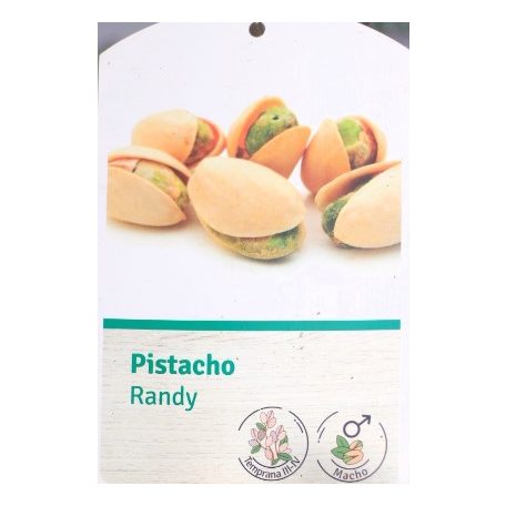 Pistacia vera Randy porzós pisztácia
