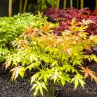 Japán juhar különleges fajták ACER PALMATUM MIX 10clt
