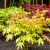 Japán juhar különleges fajták ACER PALMATUM MIX 10clt