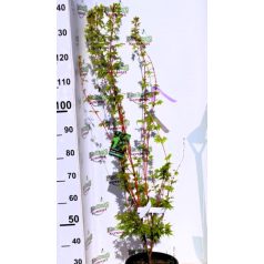 Japán juhar különleges fajták ACER PALMATUM MIX 10clt