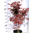 Japán juhar különleges fajták ACER PALMATUM MIX 125/+ 15clt