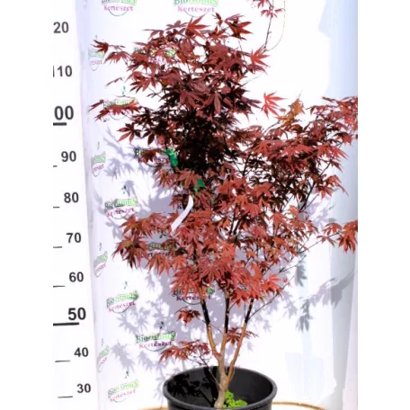 Japán juhar különleges fajták ACER PALMATUM MIX 125/+ 15clt