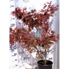 Japán juhar különleges fajták ACER PALMATUM MIX 125/+ 15clt