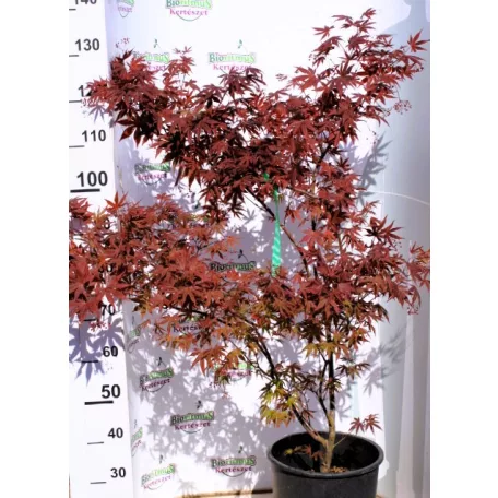 Japán juhar különleges fajták ACER PALMATUM MIX 125/+ 15clt